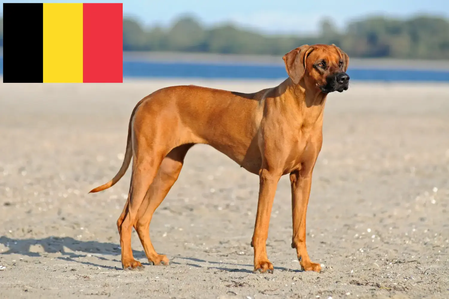 Read more about the article Criadores de Rhodesian Ridgeback e cachorros na Bélgica