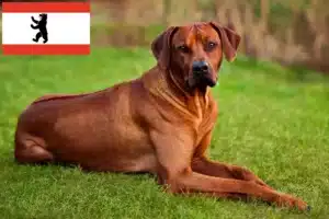 Read more about the article Criadores de Rhodesian Ridgeback e cachorros em Berlim