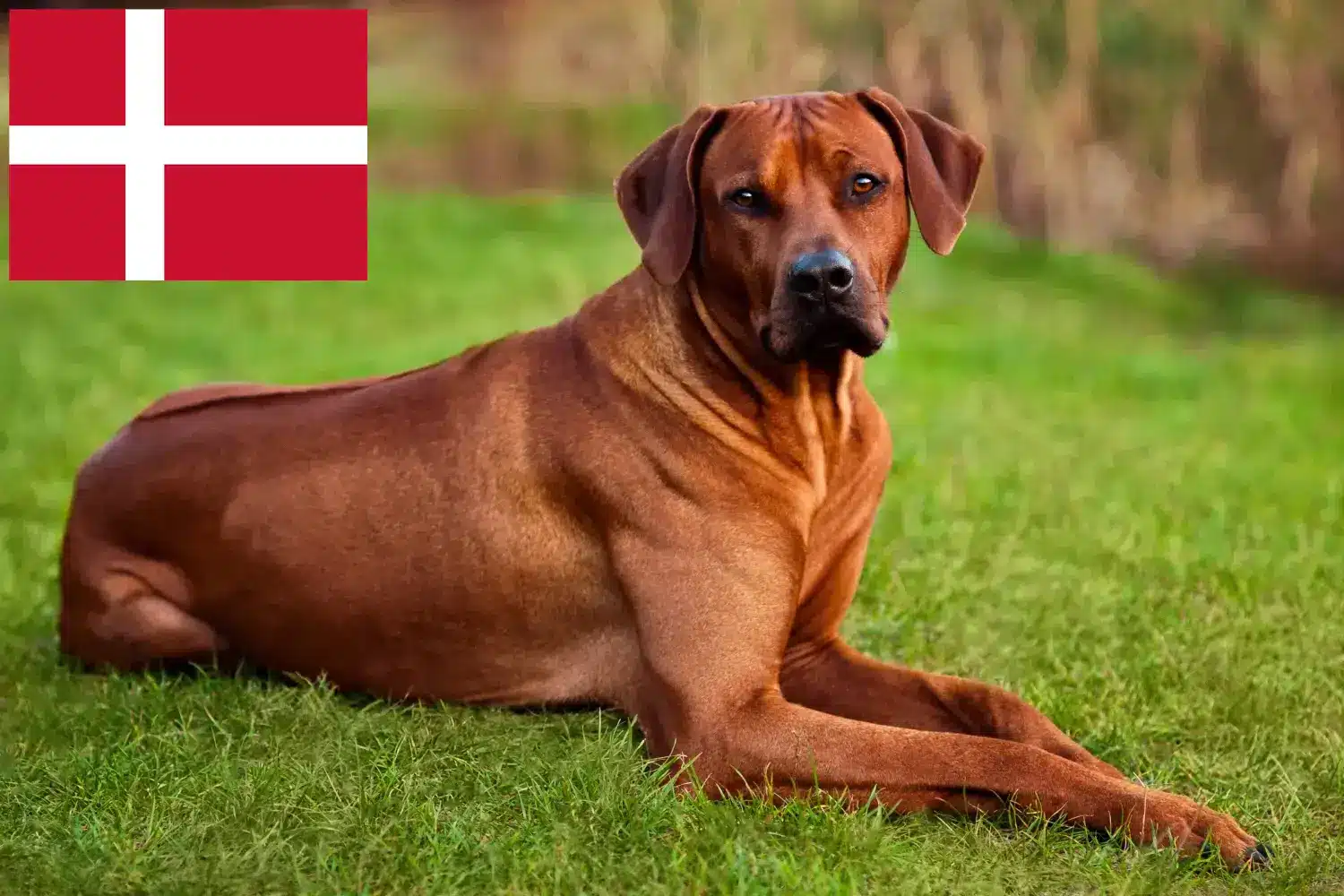 Read more about the article Criadores de Rhodesian Ridgeback e cachorros na Dinamarca