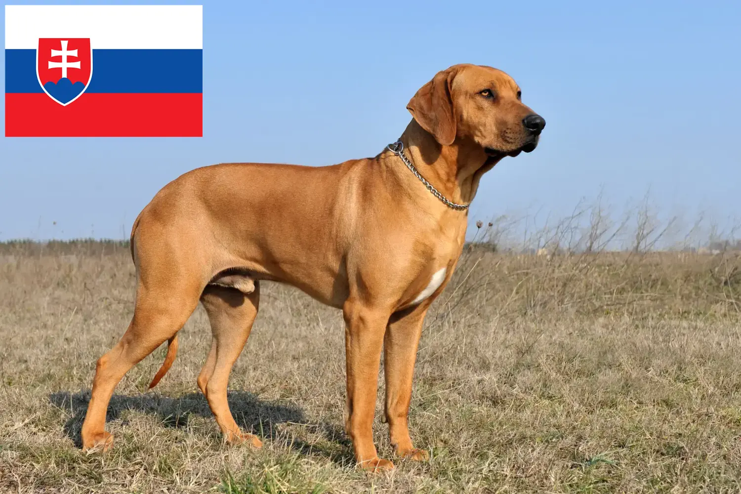 Read more about the article Criadores de Rhodesian Ridgeback e cachorros na Eslováquia