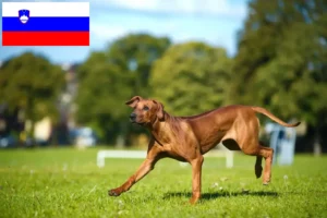 Read more about the article Criadores de Rhodesian Ridgeback e cachorros na Eslovénia