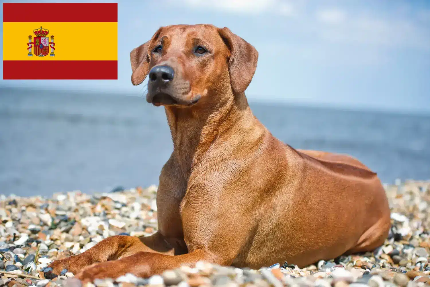 Read more about the article Criadores de Rhodesian Ridgeback e cachorros em Espanha