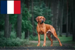 Read more about the article Criadores de Rhodesian Ridgeback e cachorros em França