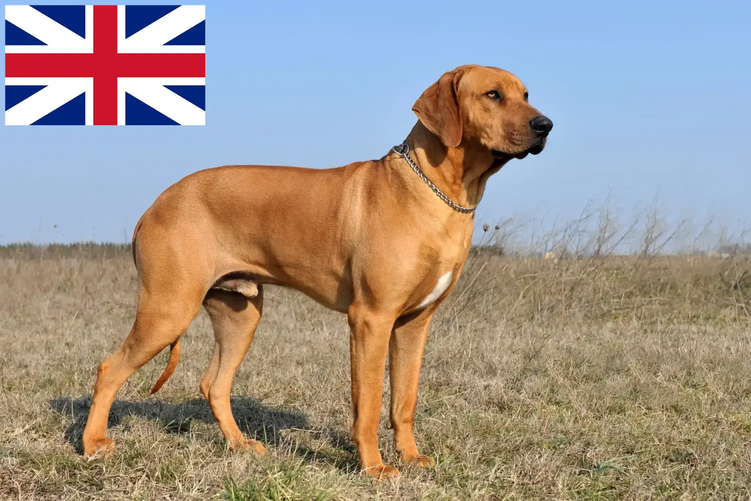 Read more about the article Criadores de Rhodesian Ridgeback e cachorros na Grã-Bretanha