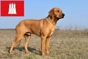 Read more about the article Criador de Rhodesian Ridgeback e cachorros em Hamburgo