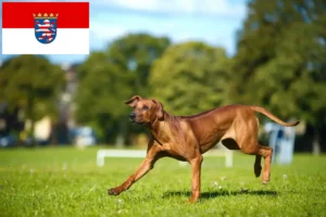 Read more about the article Criadores de Rhodesian Ridgeback e cachorros em Hessen