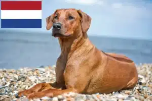 Read more about the article Criadores de Rhodesian Ridgeback e cachorros nos Países Baixos