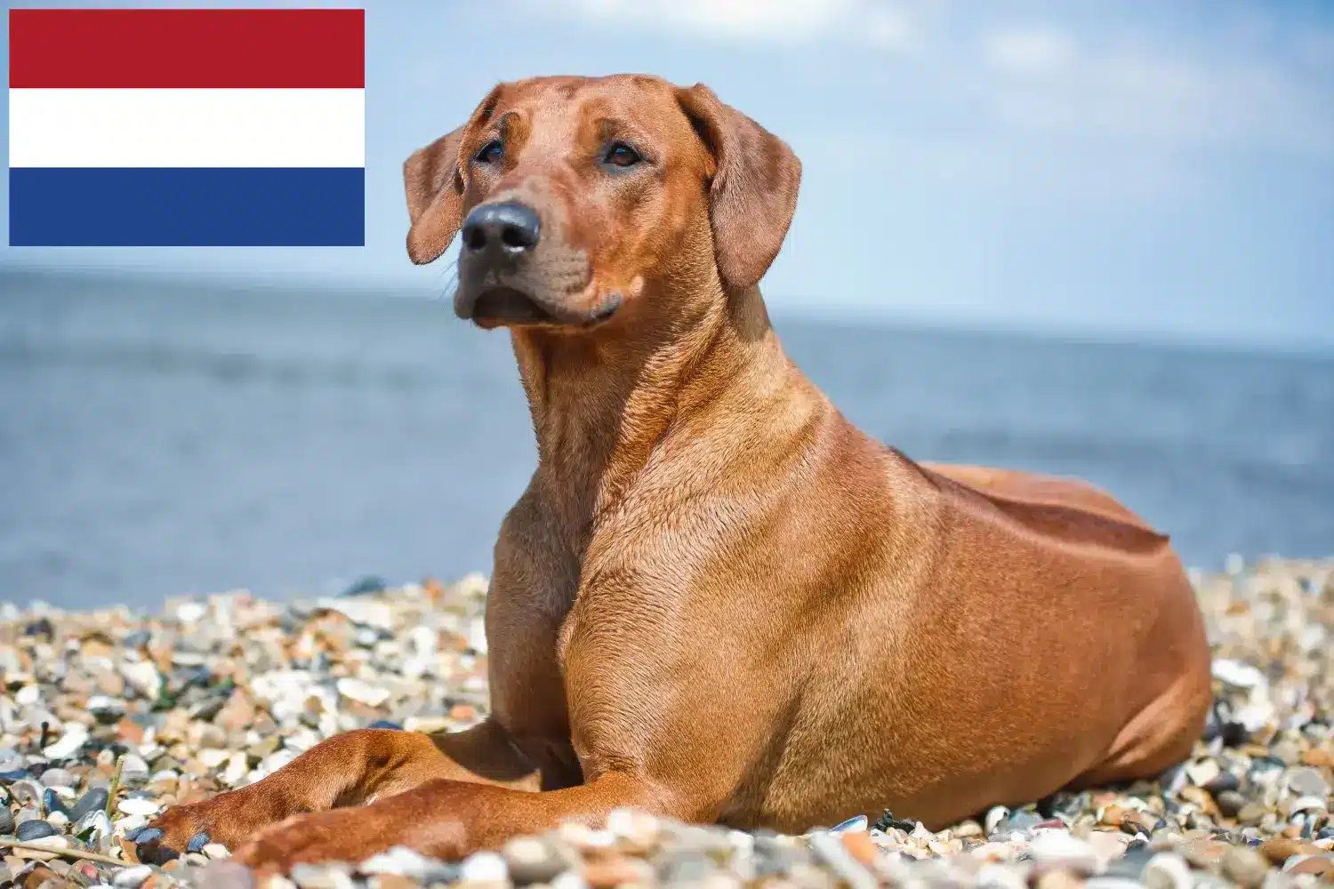 Read more about the article Criadores de Rhodesian Ridgeback e cachorros nos Países Baixos