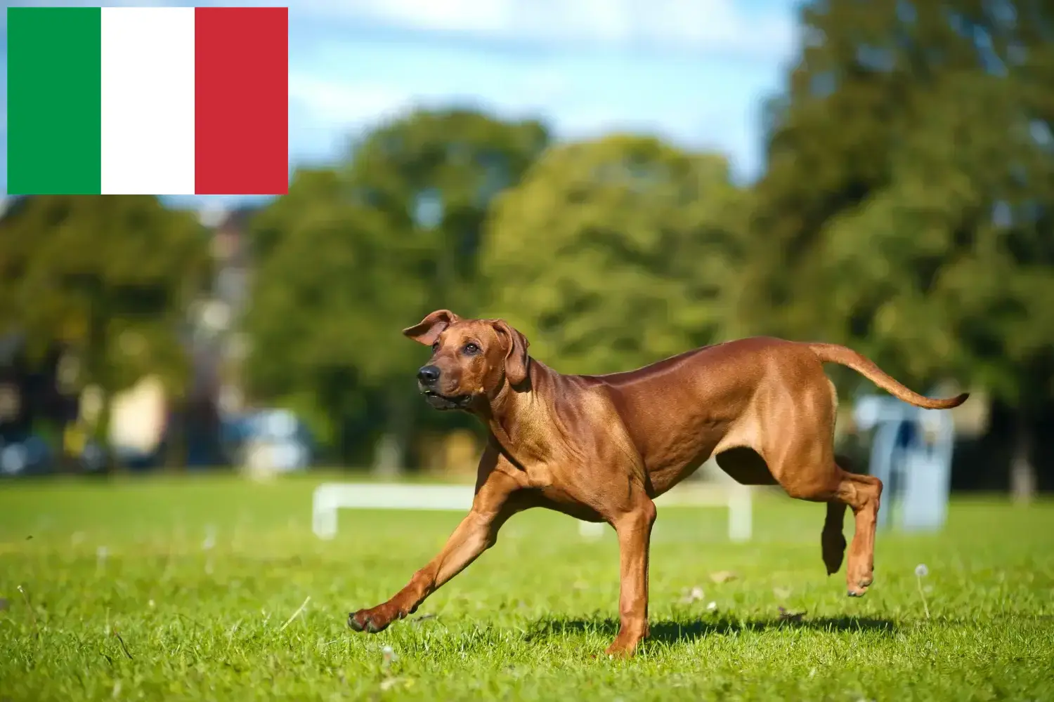 Read more about the article Criadores de Rhodesian Ridgeback e cachorros em Itália