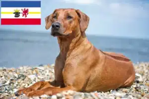 Read more about the article Criadores de Rhodesian Ridgeback e cachorros em Mecklenburg-Vorpommern