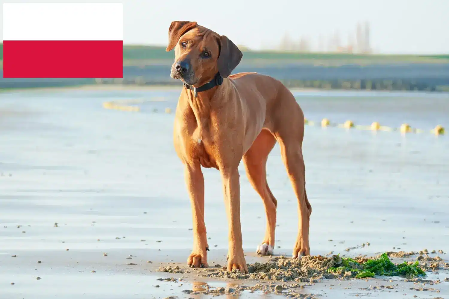 Read more about the article Criadores de Rhodesian Ridgeback e cachorros na Polónia