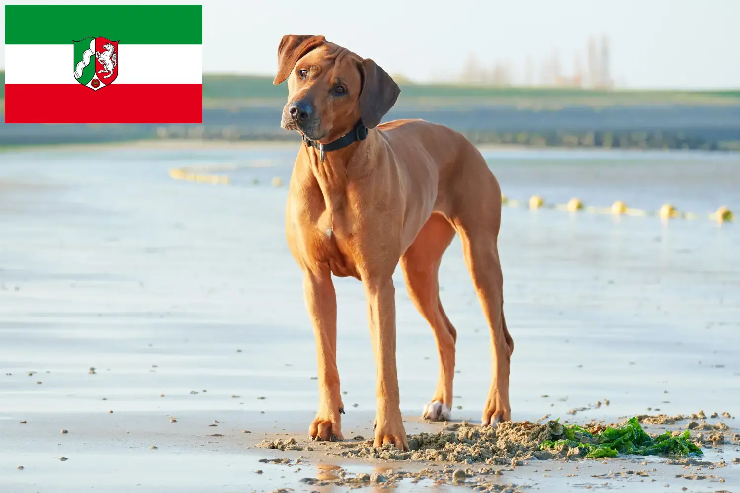 Read more about the article Criadores de Rhodesian Ridgeback e cachorros na Renânia do Norte-Vestefália