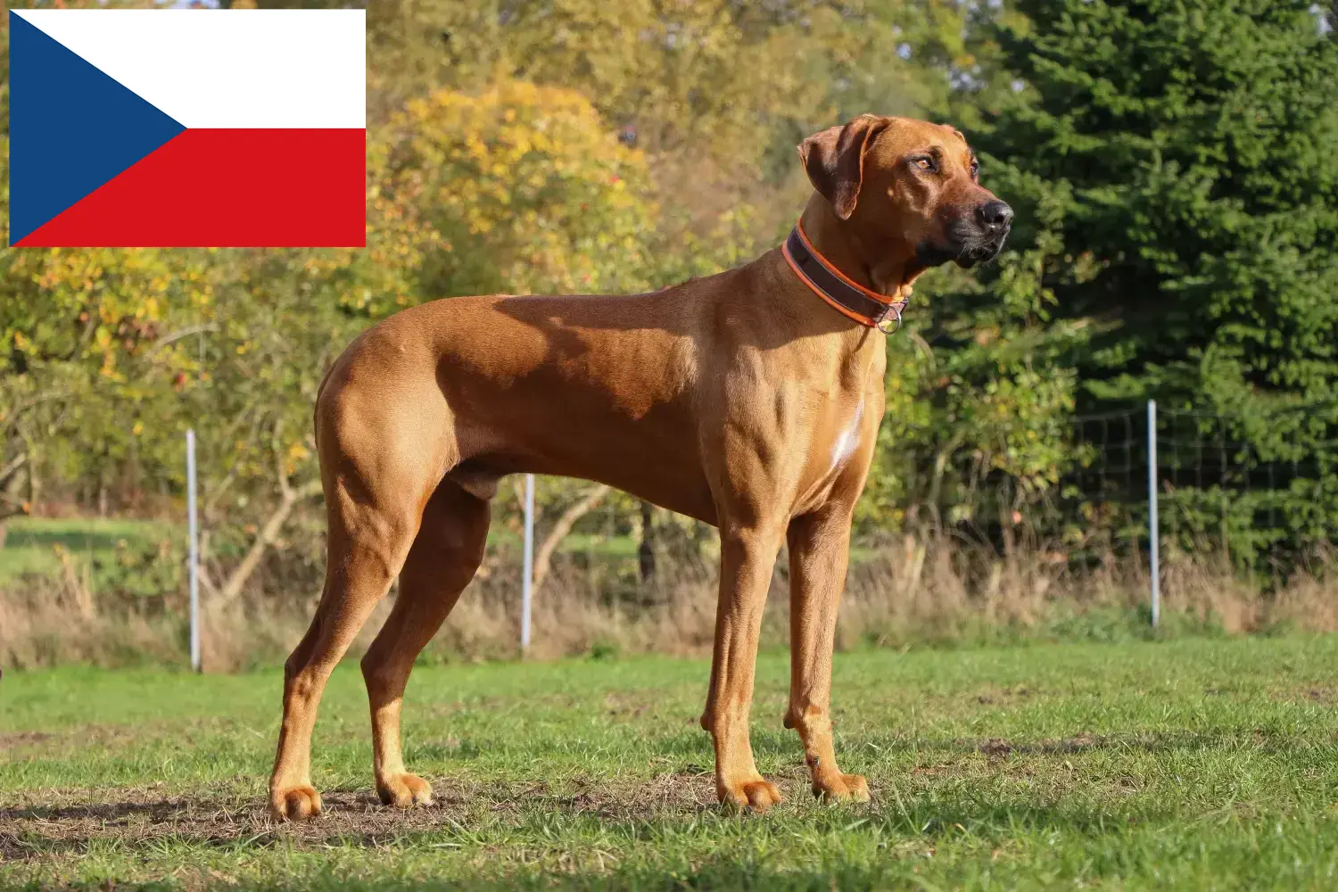 Read more about the article Criadores de Rhodesian Ridgeback e cachorros na República Checa