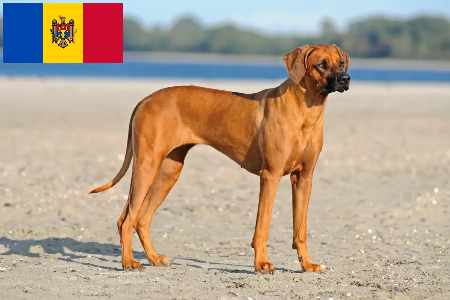 Read more about the article Criadores de Rhodesian Ridgeback e cachorros em Moldova