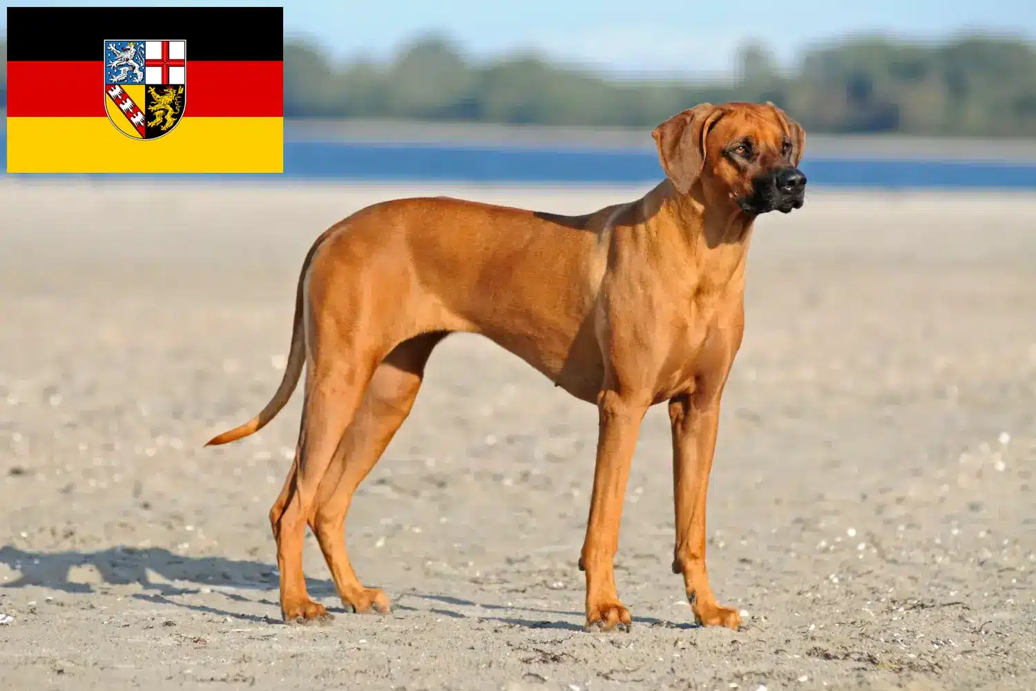 Read more about the article Criadores de Rhodesian Ridgeback e cachorros em Saarland