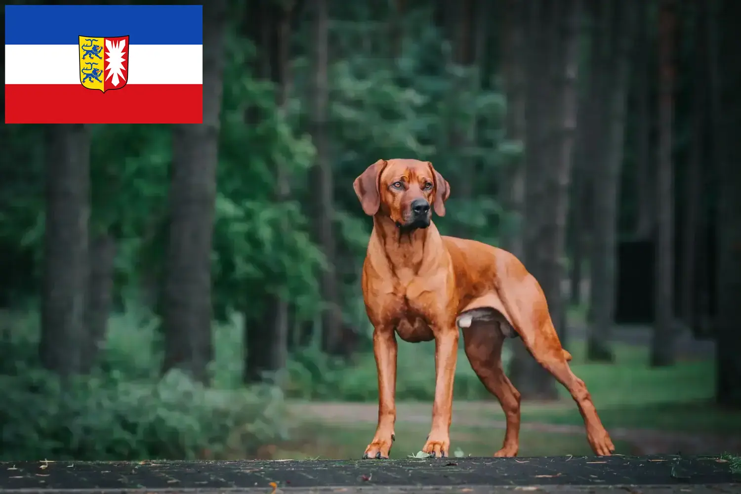 Read more about the article Criadores de Rhodesian Ridgeback e cachorros em Schleswig-Holstein