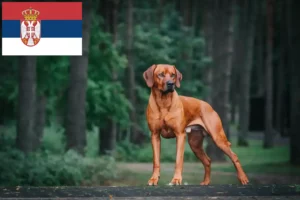 Read more about the article Criadores de Rhodesian Ridgeback e cachorros na Sérvia