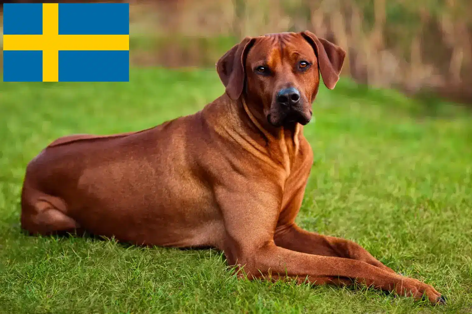 Read more about the article Criadores de Rhodesian Ridgeback e cachorros na Suécia