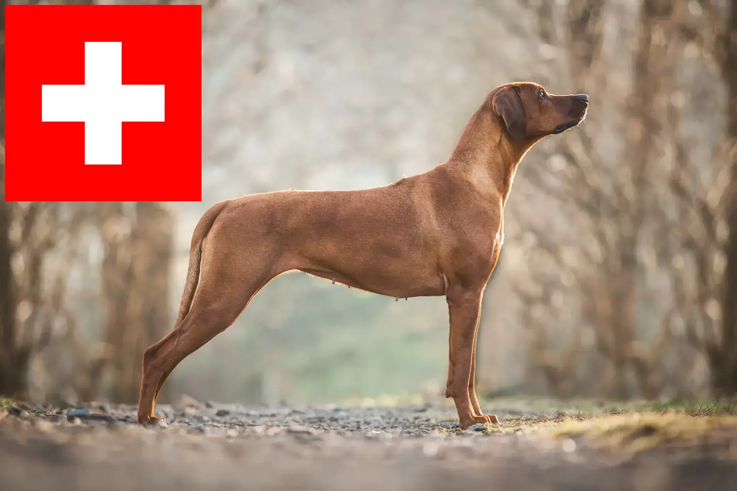 Read more about the article Criadores de Rhodesian Ridgeback e cachorros na Suíça