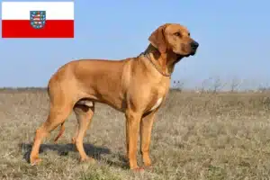 Read more about the article Criadores de Rhodesian Ridgeback e cachorros em Thuringia