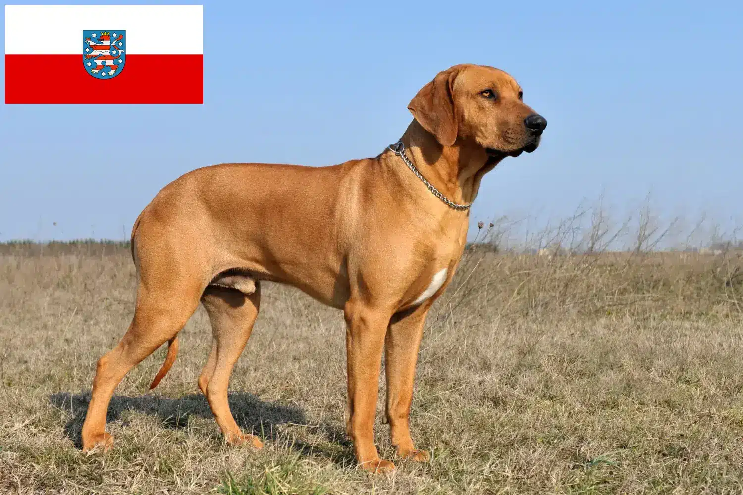 Read more about the article Criadores de Rhodesian Ridgeback e cachorros em Thuringia