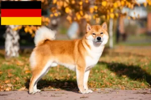 Read more about the article Criadores de Shiba e cachorros na Alemanha