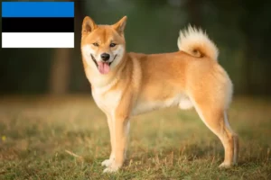 Read more about the article Criadores de Shiba e cachorros na Estónia