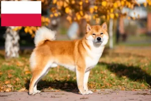 Read more about the article Criadores de Shiba e cachorros na Polónia