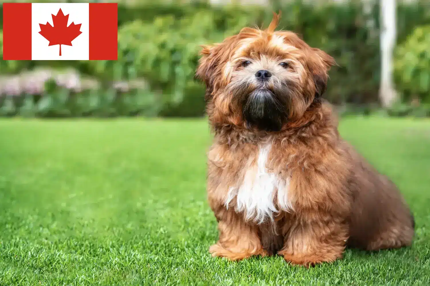 Read more about the article Criadores de Shichon e cachorros no Canadá