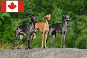 Read more about the article Criadores de carrilhão de vento italiano e cachorros no Canadá