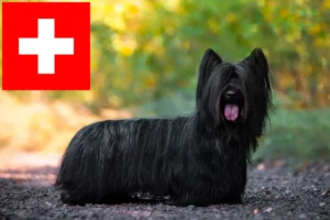 Read more about the article Criadores de Skye Terrier e cachorros na Suíça