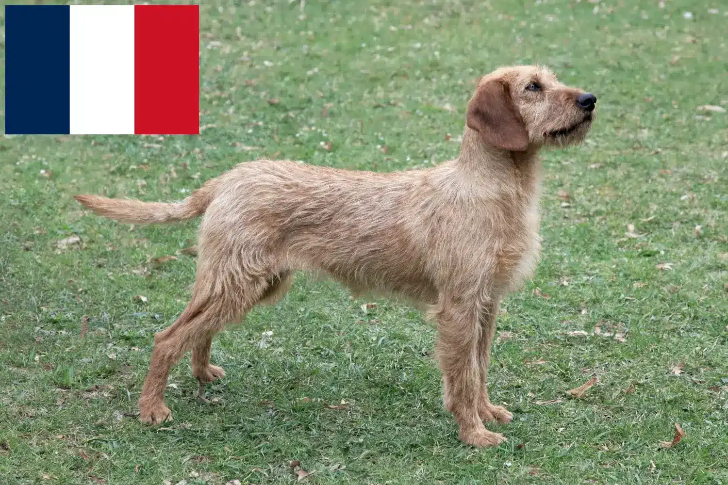 Read more about the article Criadores de Teckel de Pelo Cerdoso da Estíria e cachorros em França