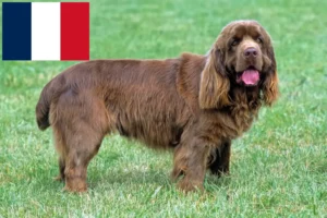 Read more about the article Criadores e cachorros de Sussex Spaniel em França