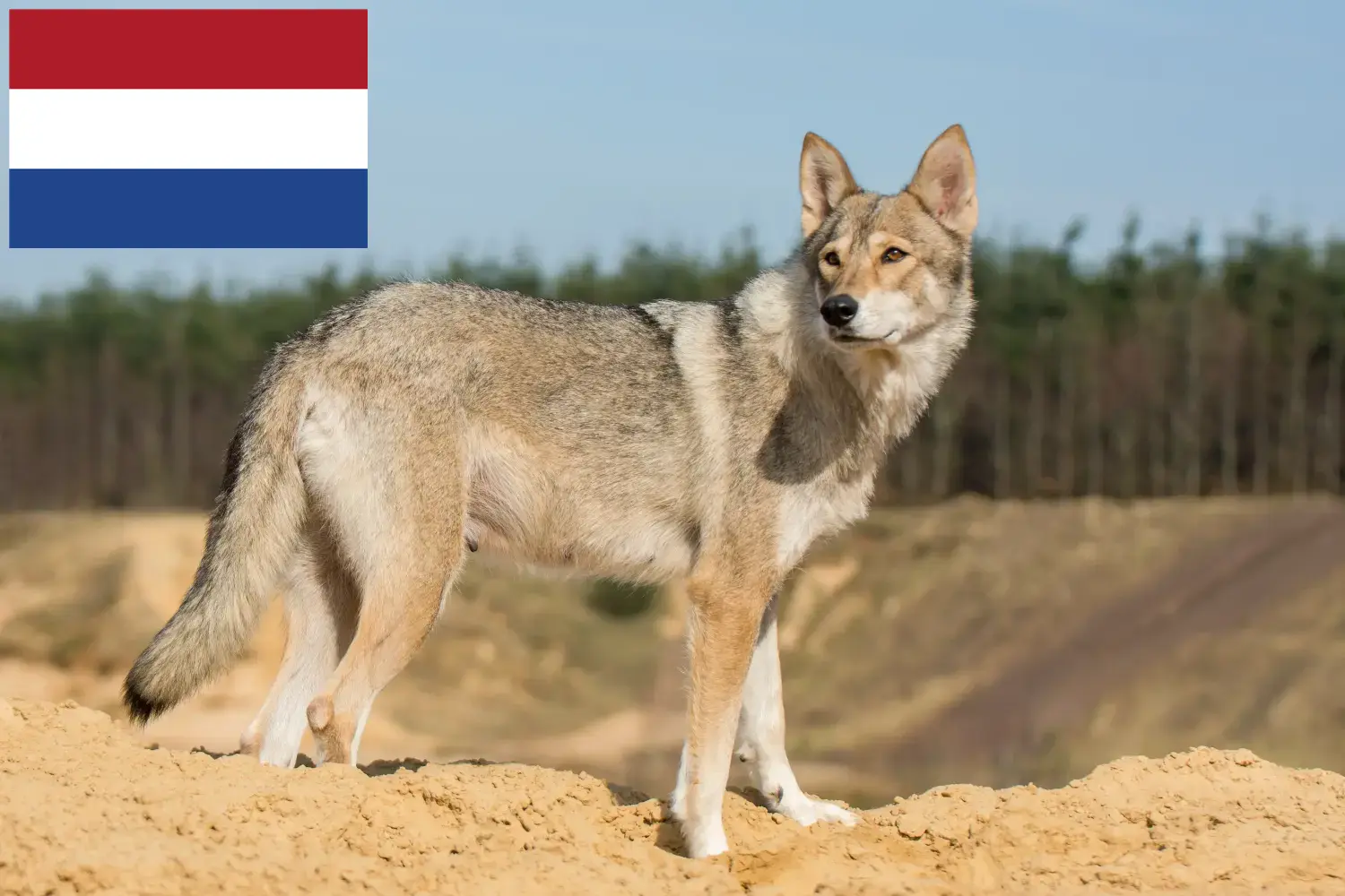 Read more about the article Criadores de Tamaskan e cachorros nos Países Baixos