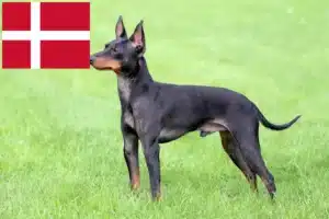 Read more about the article Criadores de Toy Terrier inglês e cachorros na Dinamarca