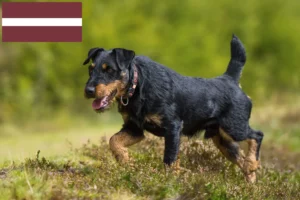 Read more about the article Criador de Terrier Alemão de Caça e cachorros na Letónia