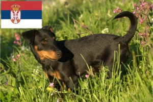 Read more about the article Criadores de Terrier de caça alemão e cachorros na Sérvia