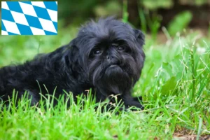 Read more about the article Criadores de Affenpinscher e cachorros na Baviera