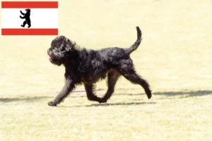 Read more about the article Criadores de Affenpinscher e cachorros em Berlim