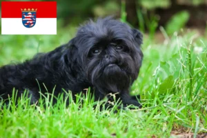 Read more about the article Criadores de Affenpinscher e cachorros em Hessen