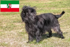 Read more about the article Criadores de Affenpinscher e cachorros na Renânia do Norte-Vestefália