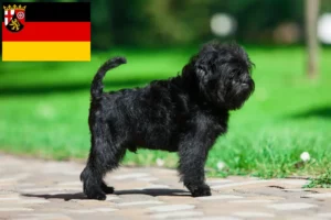 Read more about the article Criadores de Affenpinscher e cachorros em Renânia-Palatinado