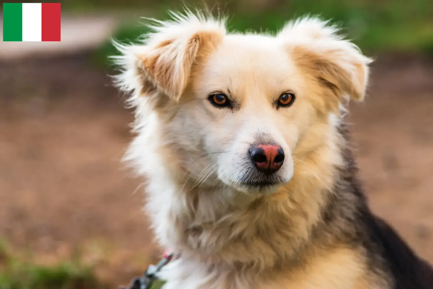 Read more about the article Criadores de Aidi e cachorros em Itália