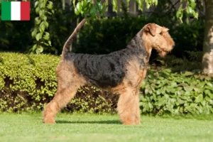 Read more about the article Criadores de Airedale Terrier e cachorros em Itália