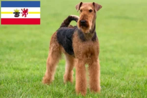 Read more about the article Criadores de Airedale Terrier e cachorros em Mecklenburg-Vorpommern