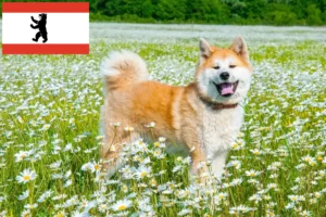 Read more about the article Criadores de Akita e cachorros em Berlim