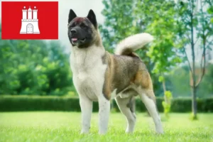 Read more about the article Criadores de Akita e cachorros em Hamburgo