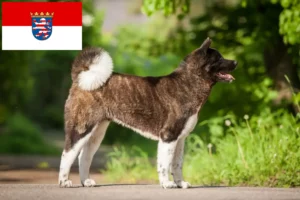 Read more about the article Criadores de Akita e cachorros em Hessen