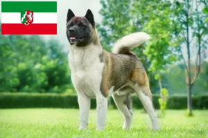 Read more about the article Criadores de Akita e cachorros na Renânia do Norte-Vestefália