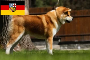 Read more about the article Criadores de Akita e cachorros em Saarland